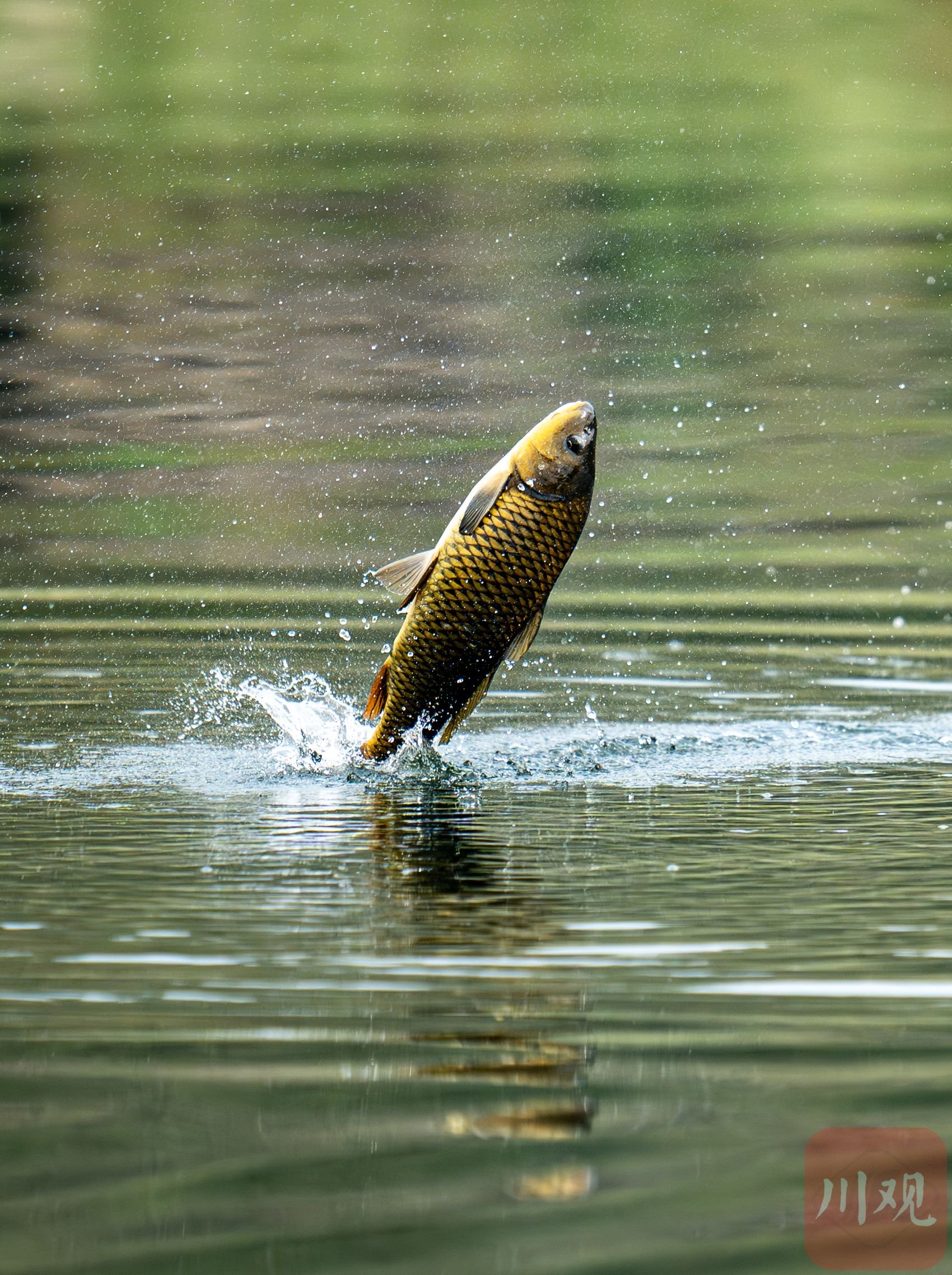 c视频丨生机盎然 看长江畔鲤鱼跃出水面产卵_新浪财经_新浪网