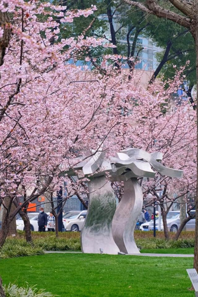 春日的粉色仙境,又一波樱花打卡好去处|樱花_新浪财经_新浪网