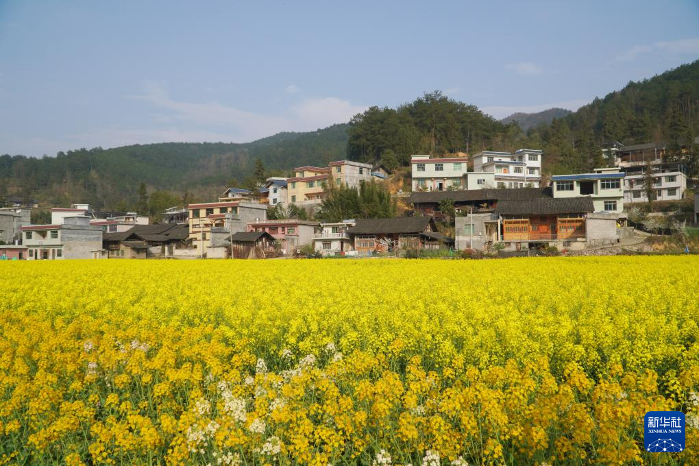 69693月22日在贵州省石阡县龙井乡孔石化村拍摄的油菜花田.