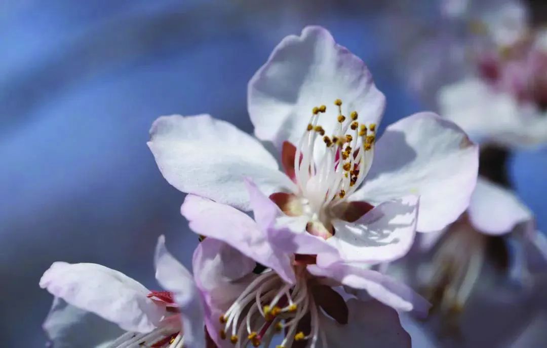 山桃，树体高大，树皮光滑老枝呈现红褐色，花色为浅粉色或白色，早春开花。