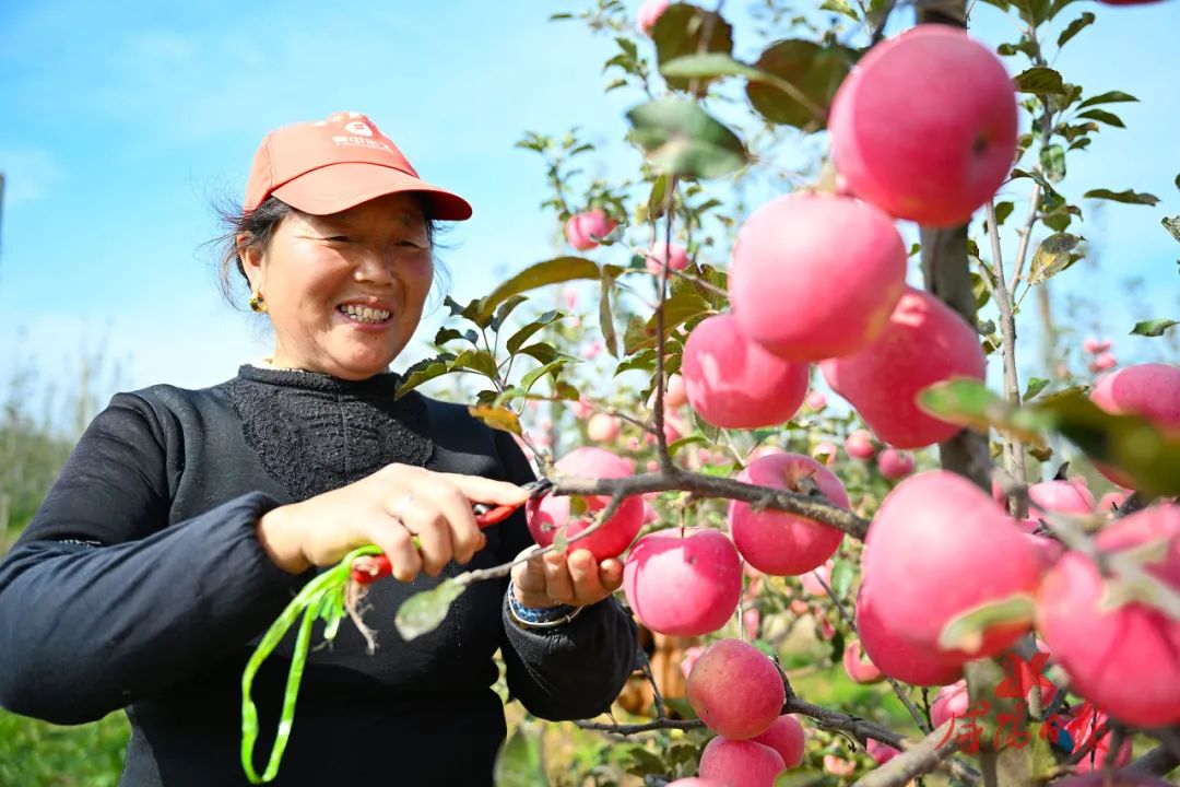 2023年咸阳水果总产520万吨以上 产值突破320亿元|咸阳市_新浪财经