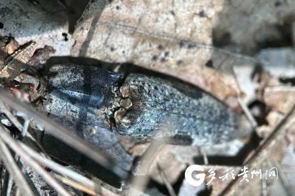 在贵阳阿哈湖国家湿地公园发现的眼纹斑叩甲