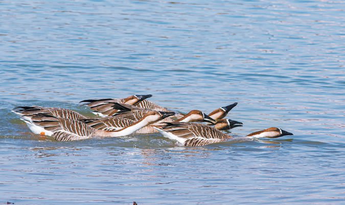 鸿雁降落在水面上.钟震宇摄