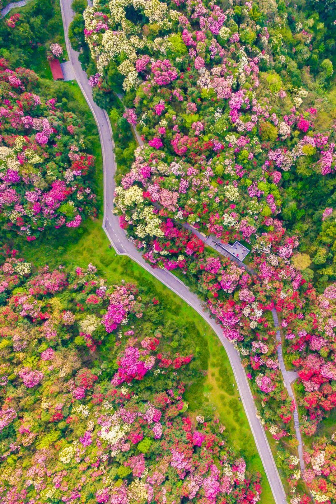 毕节百里杜鹃景区远景.摄影/燕江涛