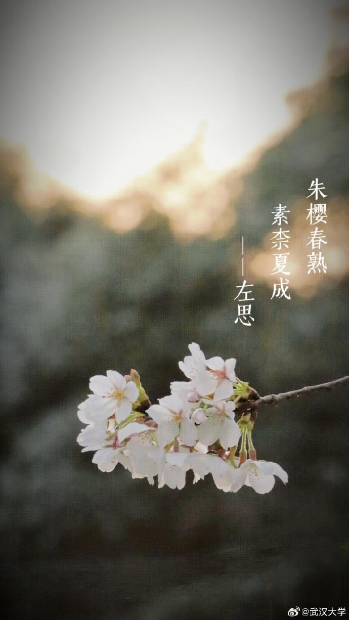 樱花碰上古诗词 唯美春日壁纸上新了|读书_新浪财经_新浪网