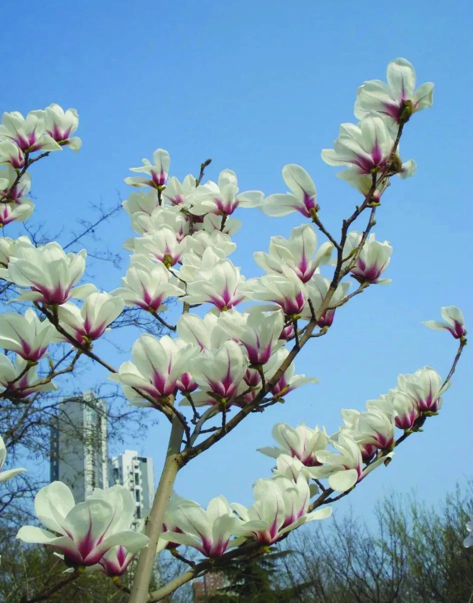 玉兰也称白玉兰，落叶乔木，花被片9片，白色，基部常带粉红色。