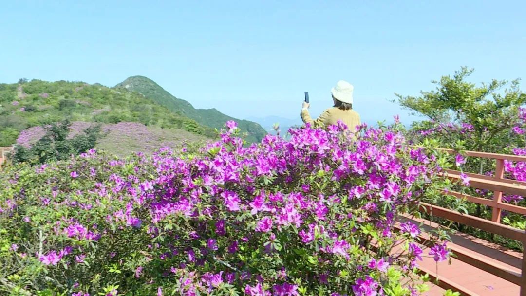 凤凰天池杜鹃花图片