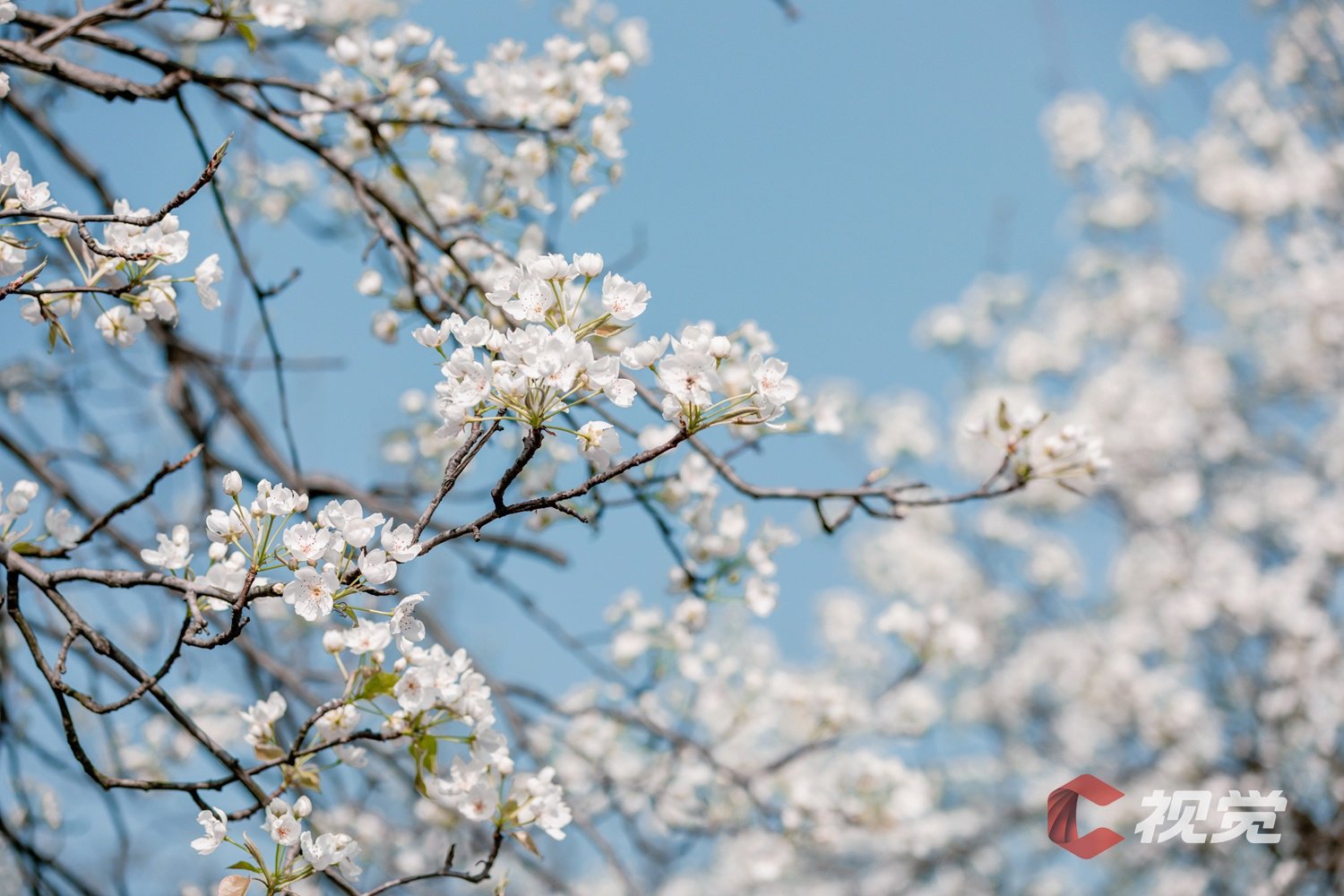 c视觉︱成都彭州梨花"上线" 汉服巡游白色花海