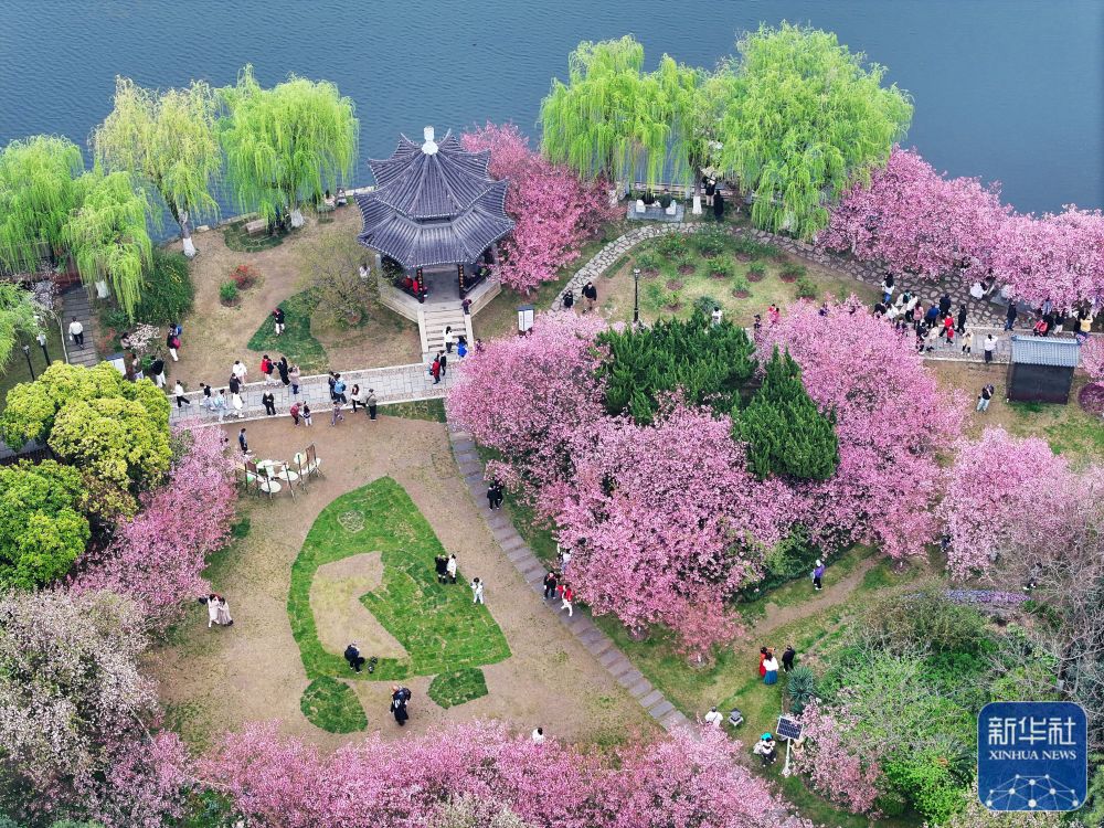 3月23日,游客在南京莫愁湖公园内赏花游玩(无人机照片).
