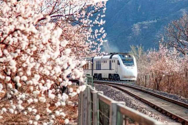 居庸关花海栈道周末开放,欣赏"开往春天的列车"穿越花海|花海_新浪