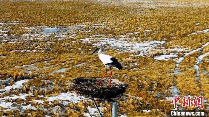 首批东方白鹳"北归"到"中国东方白鹳之乡"|中国_新浪财经_新浪网
