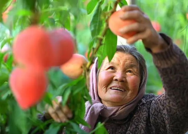 3月23日,河北省乐亭县新寨镇的一位农民在大棚内采摘鲜桃.