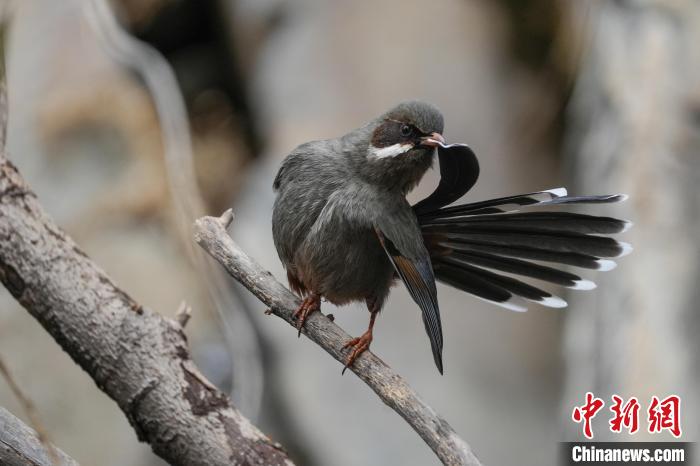 图为林周县境内的灰腹噪鹛.贡嘎来松摄图为林周县境内的藏雪鸡.