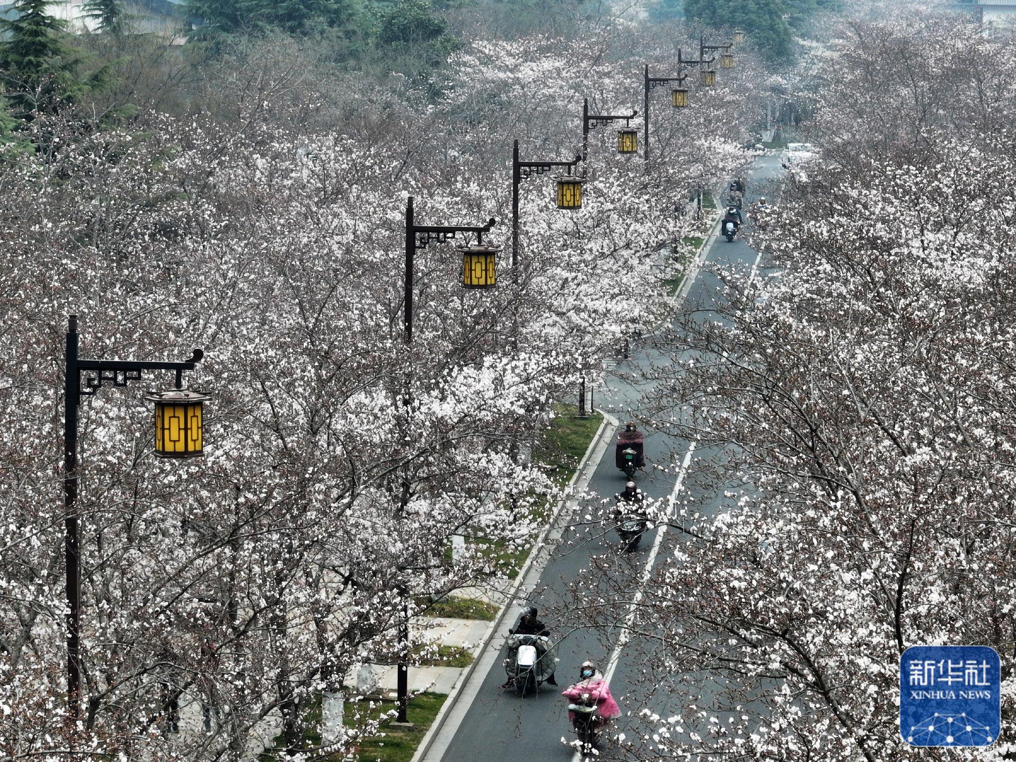 3月23日拍摄的江苏省扬州市鉴真路的"樱花大道"景色