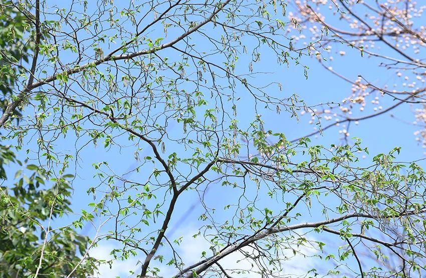 ▲昆明植物园引种的天目铁木首次开花。中国科学院昆明植物研究所供图