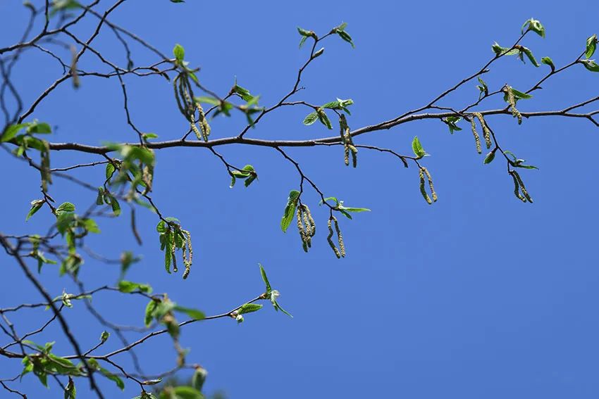 ▲昆明植物园引种的天目铁木首次开花。中国科学院昆明植物研究所供图