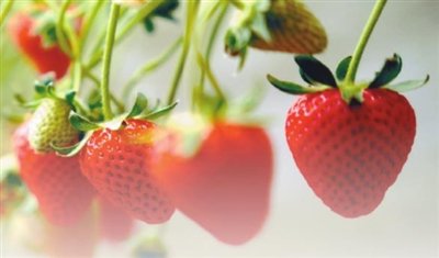 首届新民草莓文化节启幕 春游的莓好等您来|沈阳市_新浪财经_新浪网