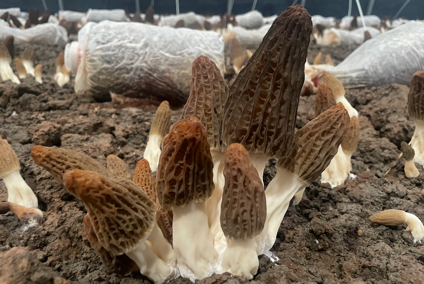 第23届食用菌新产品新技术博览会在安徽利辛召开