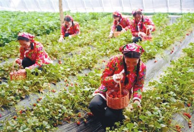 首届新民草莓文化节启幕 春游的莓好等您来|沈阳市_新浪财经_新浪网