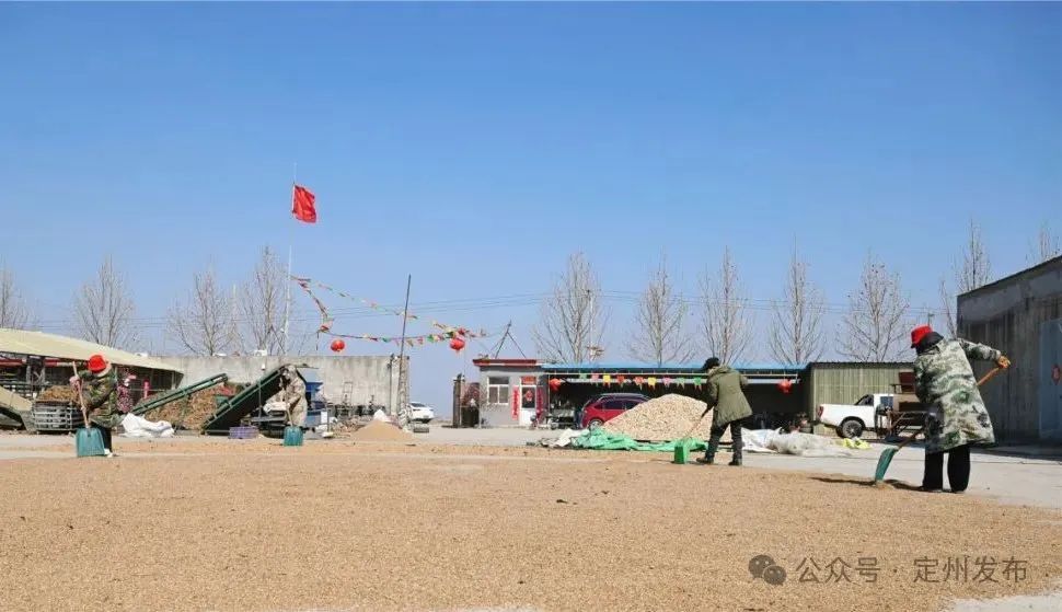 河北定州:中药材产业铺就乡村致富路|定州市_新浪财经_新浪网