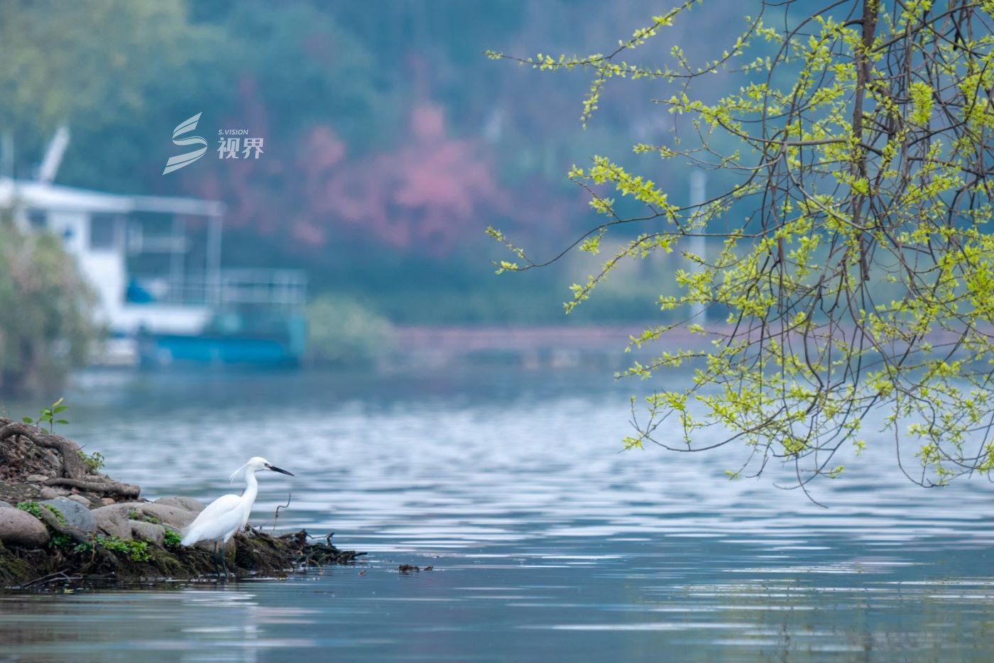 c视觉|春之韵 生灵欢歌|刘仪伟_新浪财经_新浪网