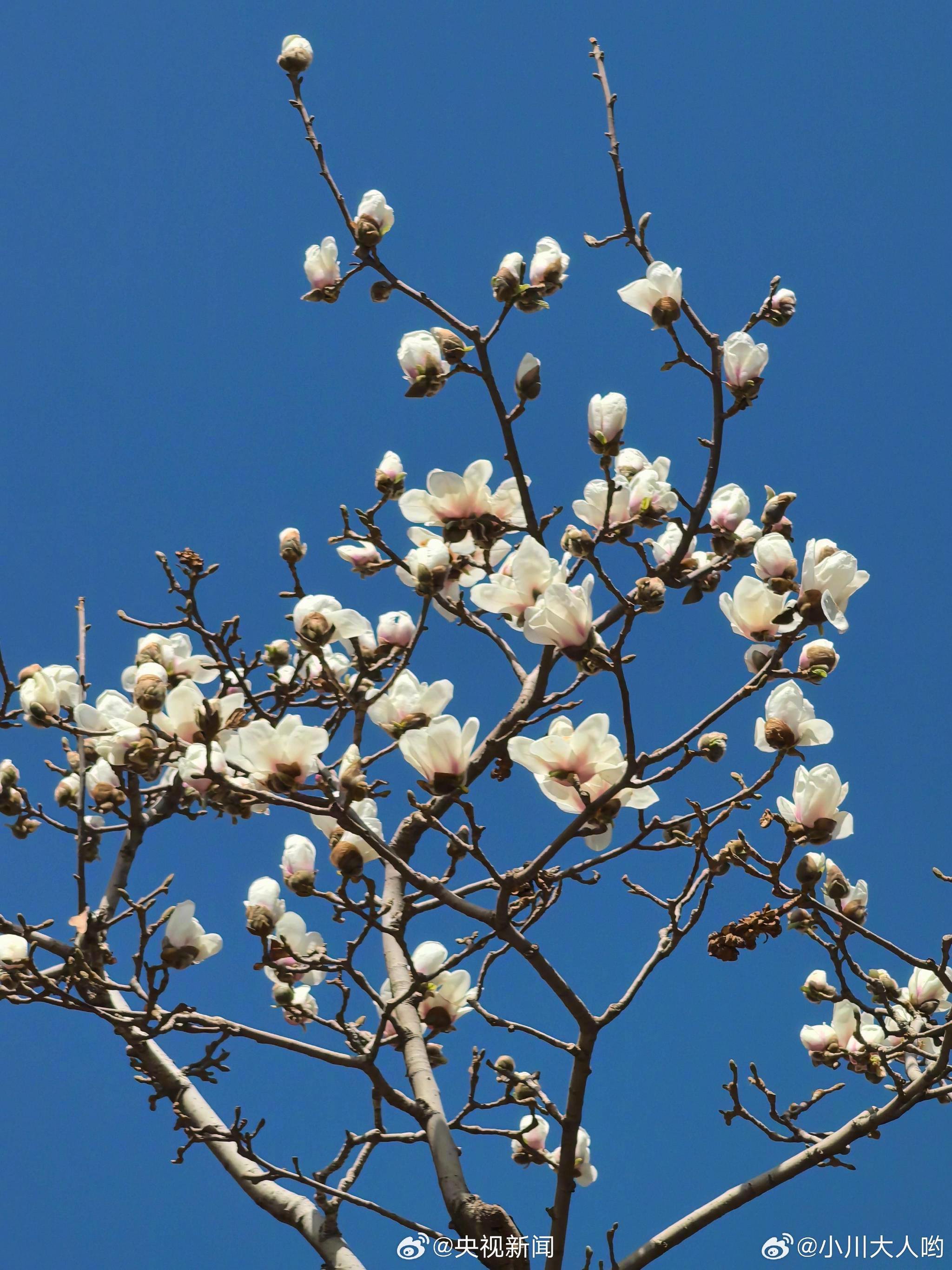 春节春花图片大全图片