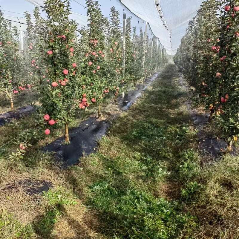 泰安市岱岳区道朗镇苹果种植实验园。山东农业大学供图