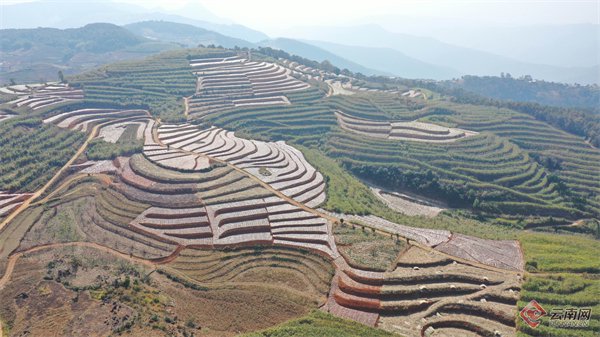 临沧永德:科技助推"甜蜜事业"高质量发展_新浪财经_新浪网