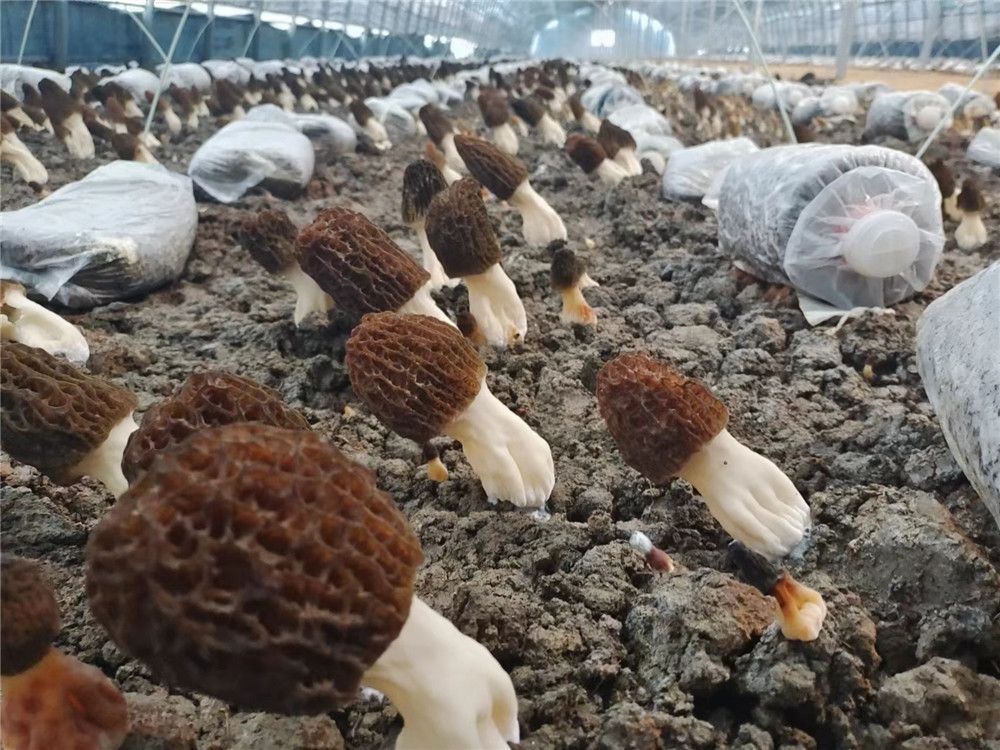 菌菇的生长条件图片