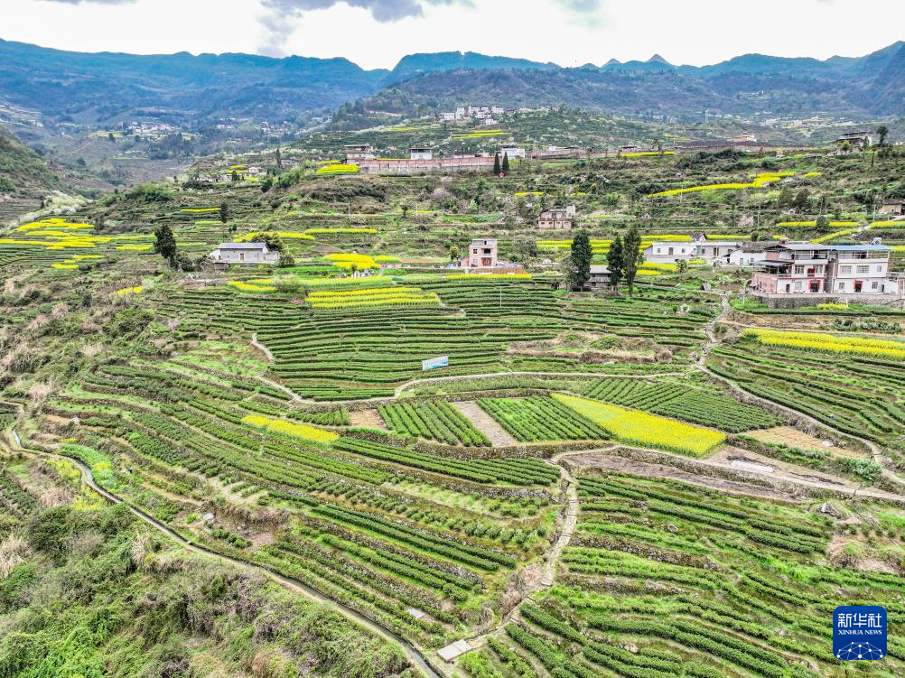 这是3月24日拍摄的巫山县福田镇茶园景色(无人机照片).