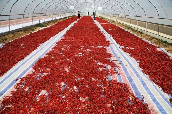 2021年9月19日,村民在甘肃省天水市甘谷县安远镇辣椒基地晾晒辣椒.