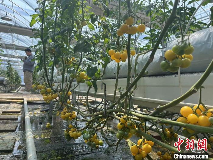 (乡村行·看振兴)江西金溪"菜园子"何以供应大湾区"菜盘子"?