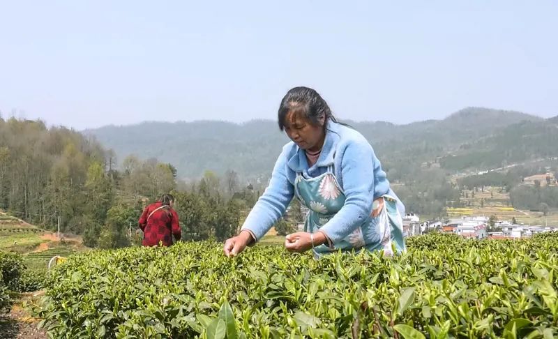 【融媒体中心新闻播报】蜂岩镇:漫山春茶香 茶叶经
