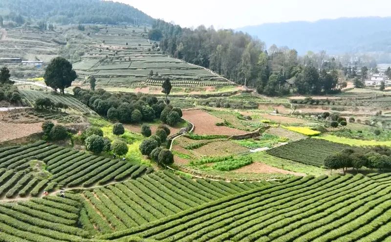 【融媒体中心新闻播报】蜂岩镇:漫山春茶香 茶叶经济旺