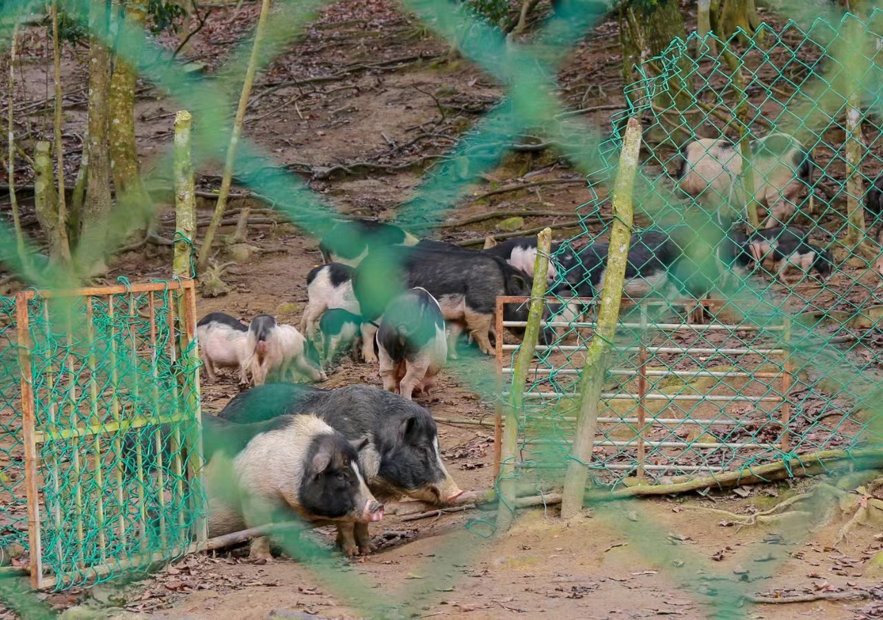为什么这种猪有“五只脚”|肉质_新浪财经_新浪网
