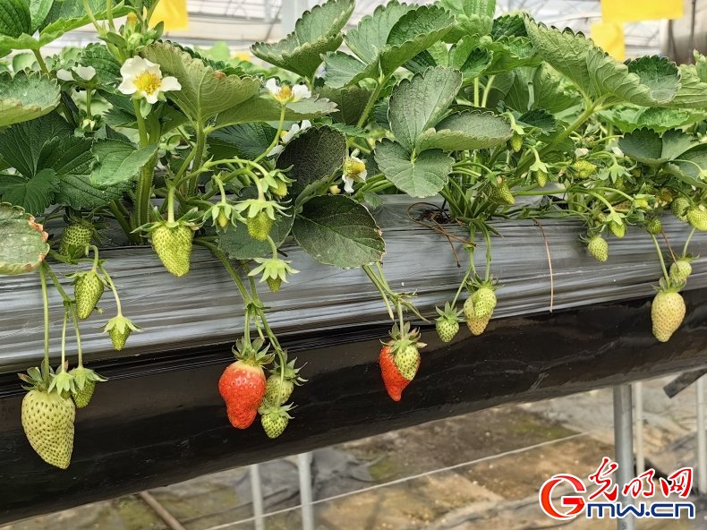 图为草莓立体无土栽培大棚中的草莓.