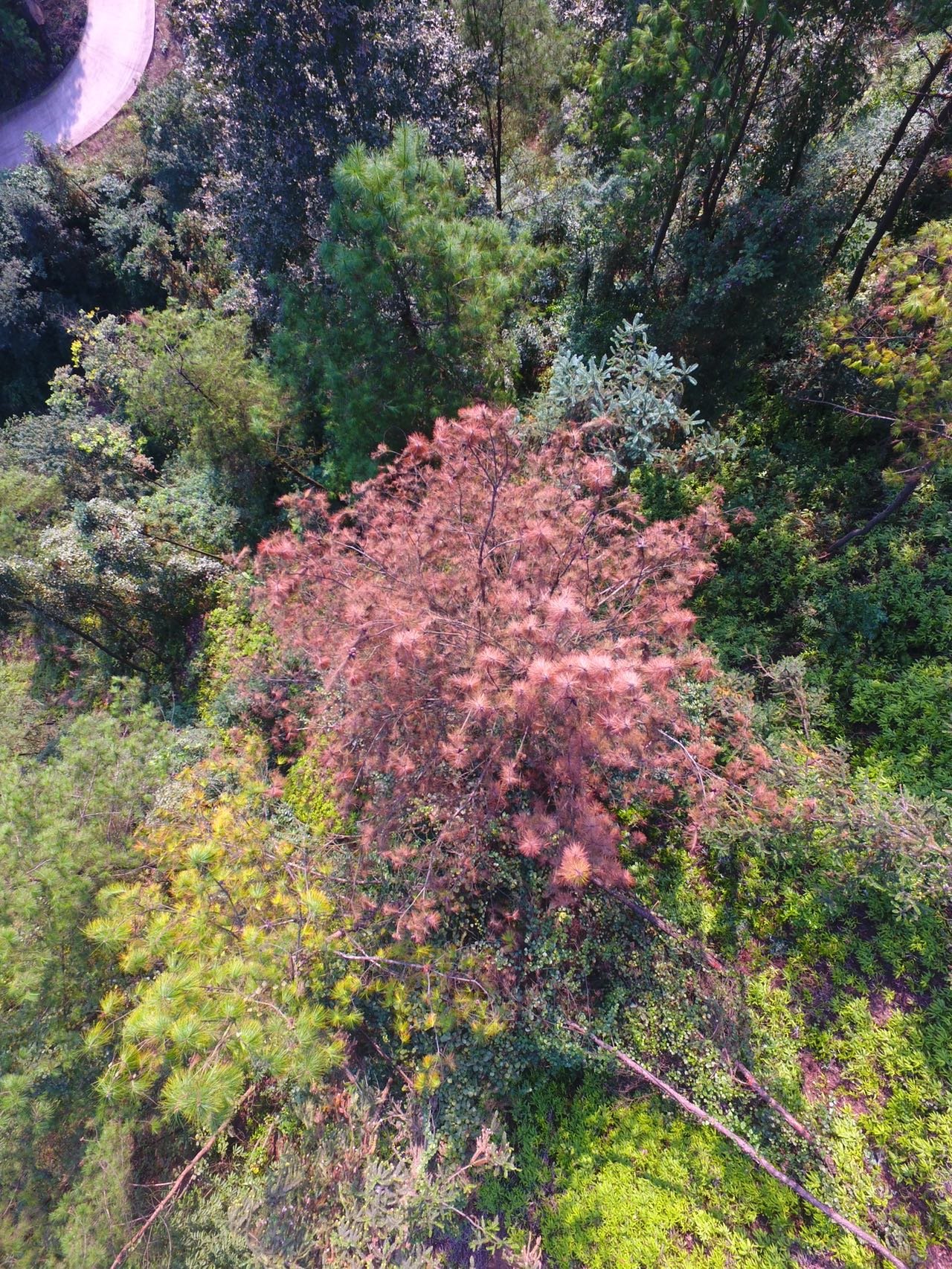 科创未来丨"松树癌症"一年致死数十万株松树,四川这样