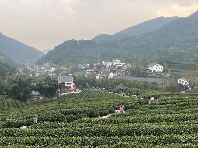 西湖龙井陆续开采 茶山游热度持续走高_新浪财经_新浪网