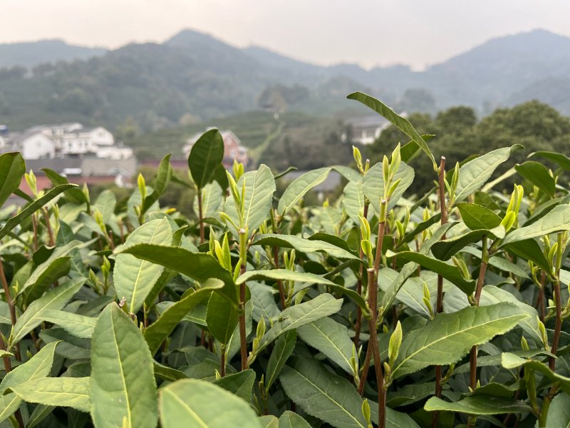 西湖龙井陆续开采 茶山游热度持续走高_新浪财经_新浪网