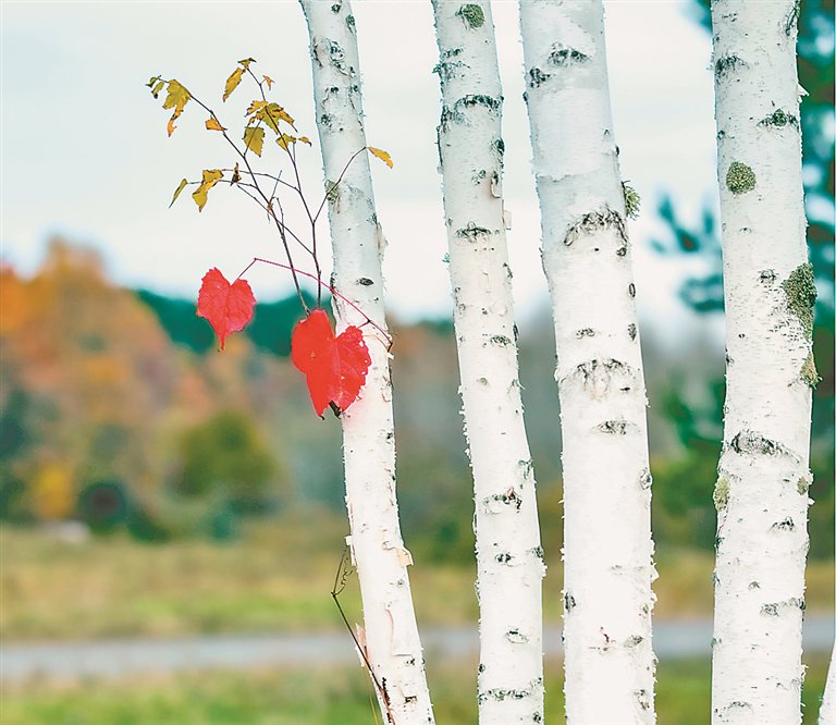 白桦树深加工产业前景广阔.黄晓光摄