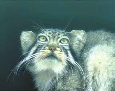 网红"狲大娘"离世|兔狲_新浪财经_新浪网