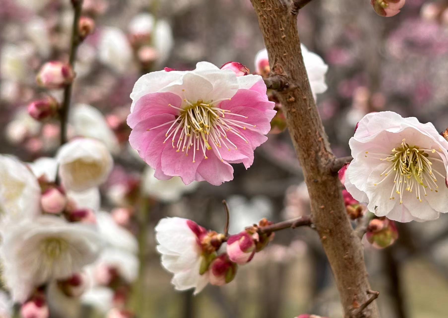 明城墙遗址公园梅花盛放引客来|北京市_新浪财经_新浪网