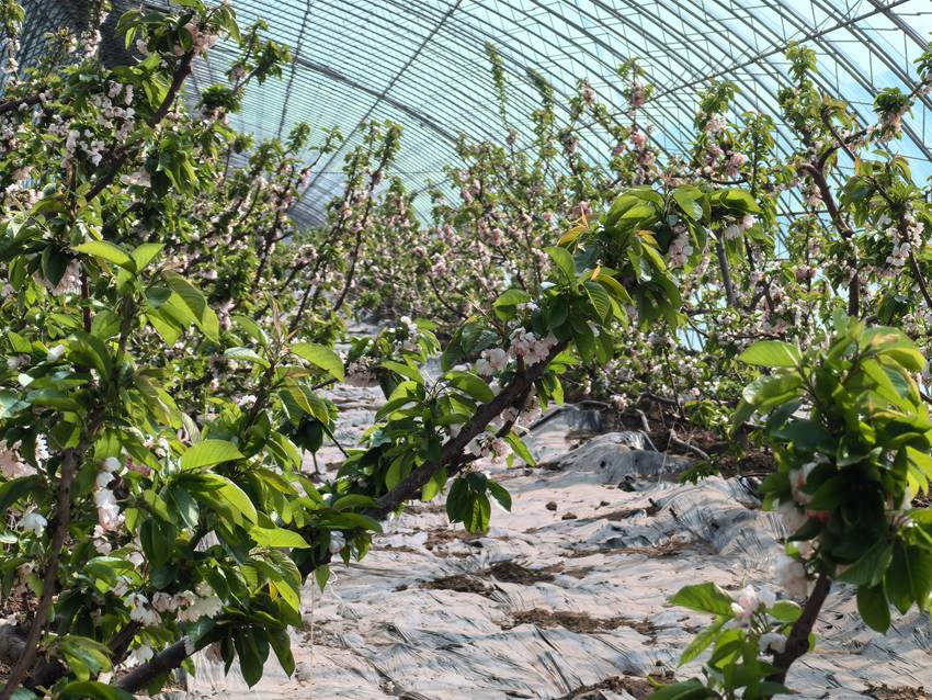 杨家村引进油蟠桃,大樱桃,火龙果,樱桃,葡萄等果蔬品种.