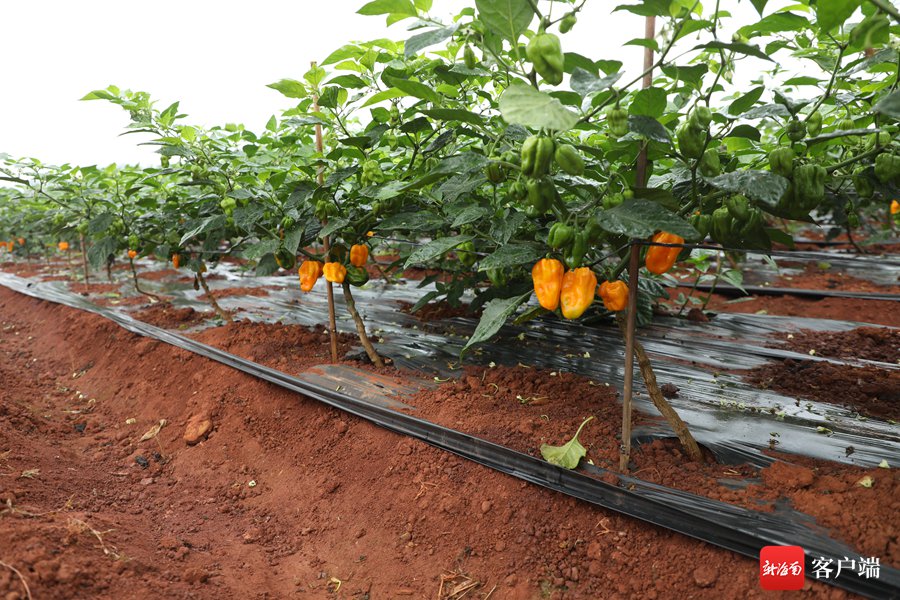 辣椒未熟,订单先至 海南黄灯笼椒火辣出岛