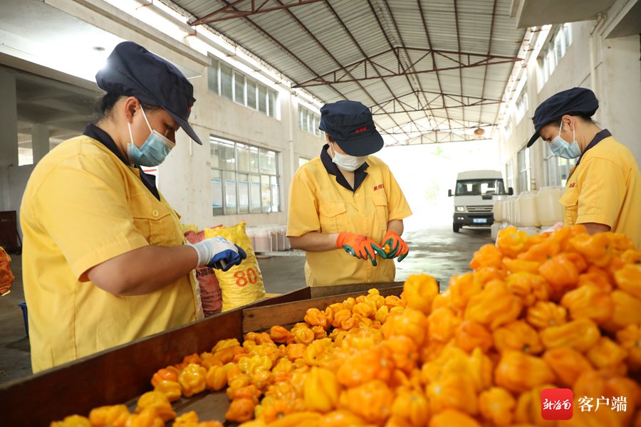 辣椒未熟,订单先至 海南黄灯笼椒火辣出岛|海南省_新浪财经_新浪网
