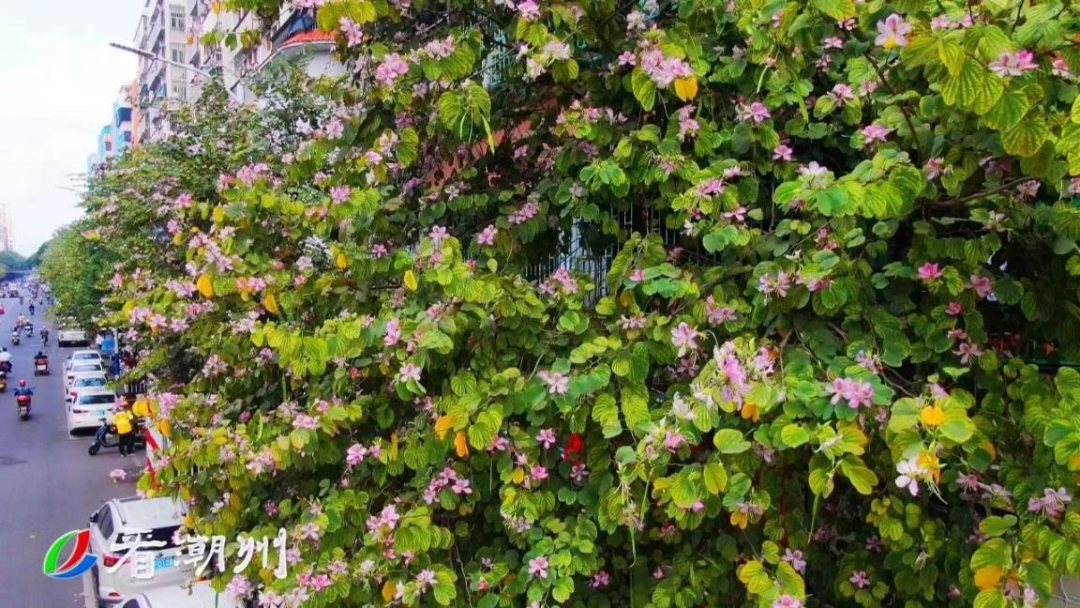 潮州这份赏花指南请收好→_新浪财经_新浪网