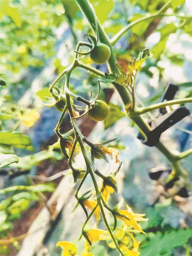 柿子秧结出果实