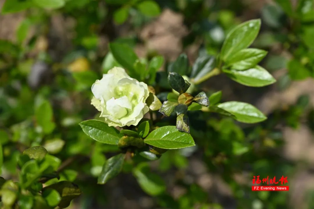 绿色的杜鹃花.记者 叶诚&nbsp; 摄