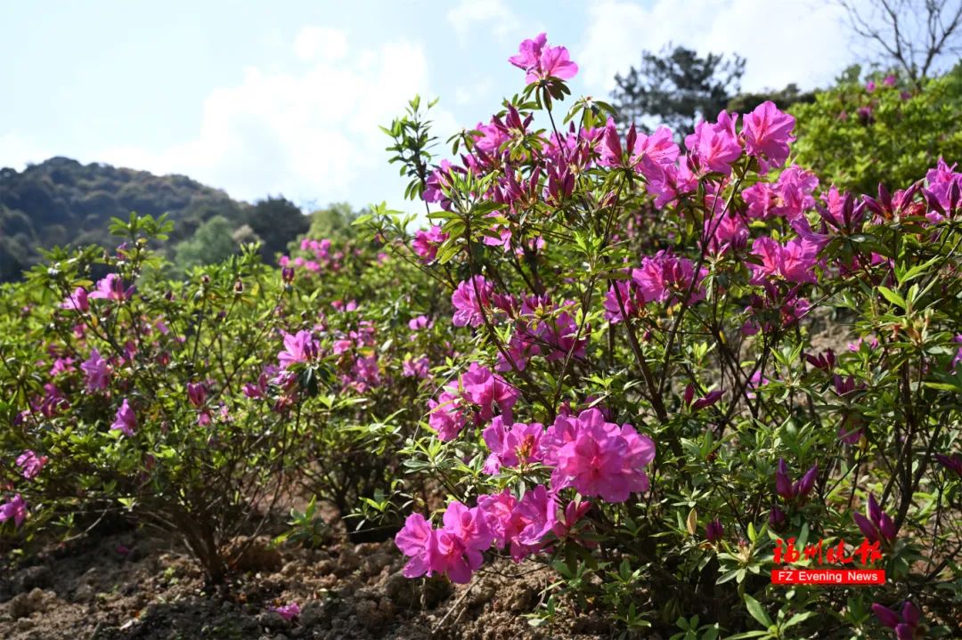 各种颜色的杜鹃花开花了.记者 叶诚&nbsp; 摄