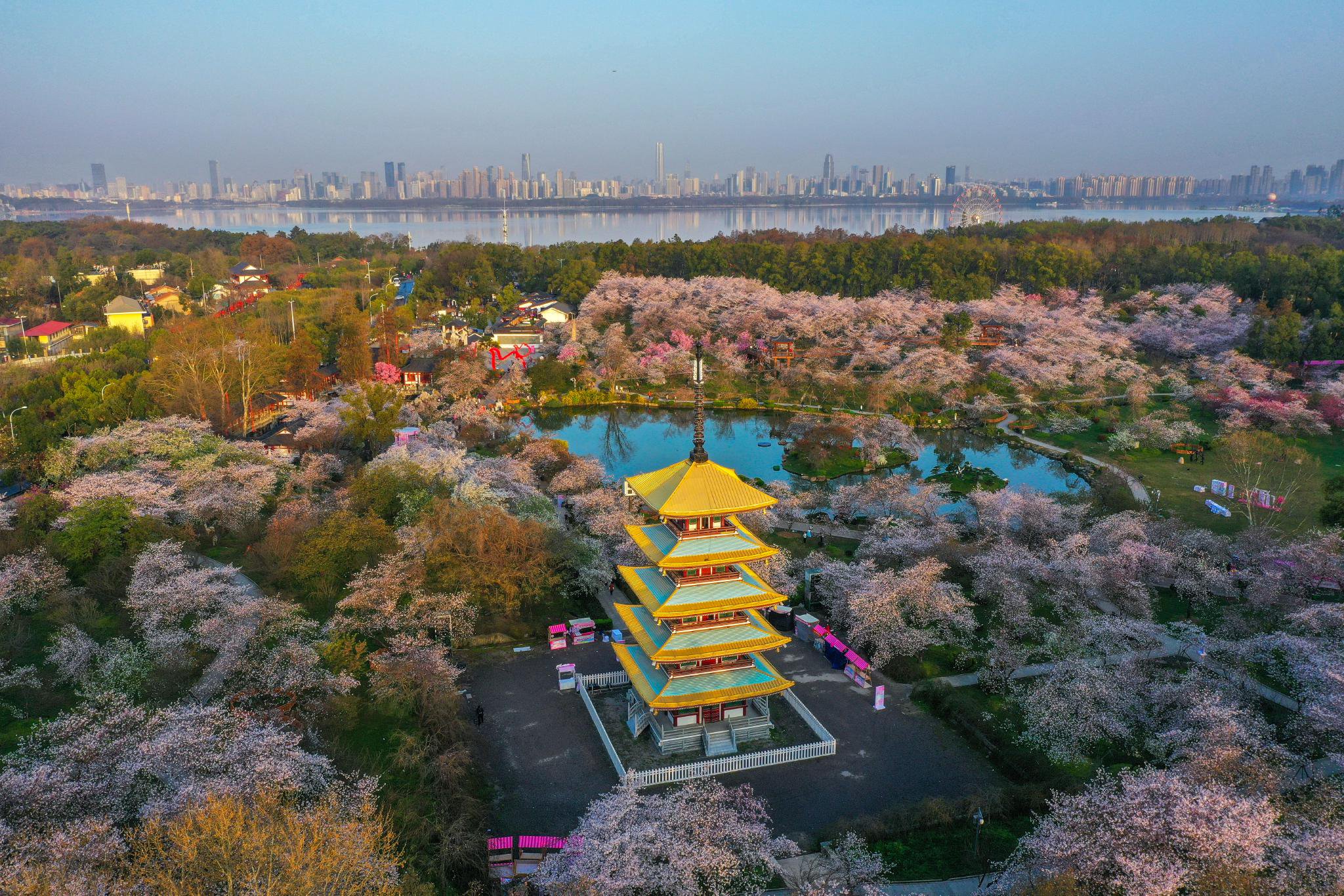 3月22日在湖北武汉东湖风景区拍摄的樱花.(赵军 摄)